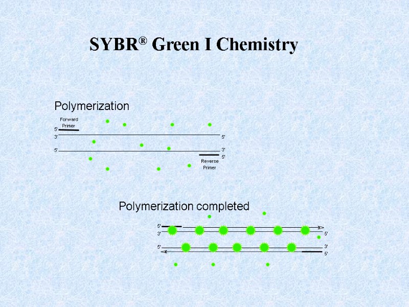 Forward  Primer 3' 5' 5' 3' Reverse  Primer 5' 5' Polymerization 3'